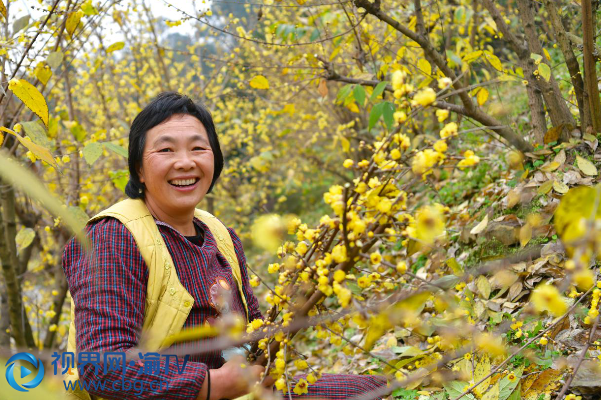 腊梅花迎寒绽放飘香整个南山-重庆新时代文明实践云平台