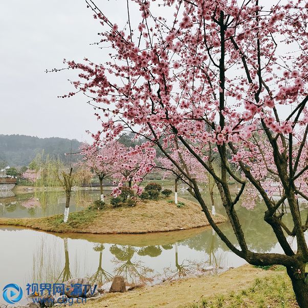 南川:大观梅花园今天开园 一线医护工作者免门票