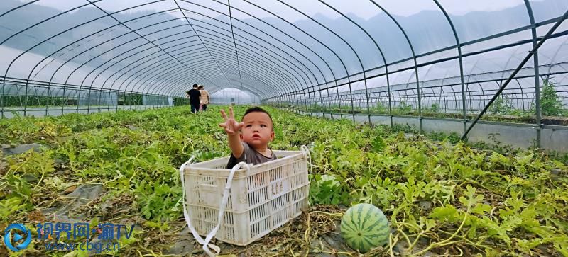 "采摘园老板开心地说,今年家里的4亩地可收获20000余斤西瓜.