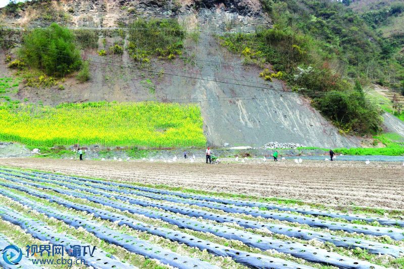 犁地今年,黔江区白石镇新发展1200亩萝卜,准备将小小的白萝卜,变成让