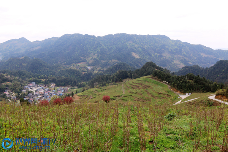 重庆秀山钟灵镇兴产业促增收助脱贫