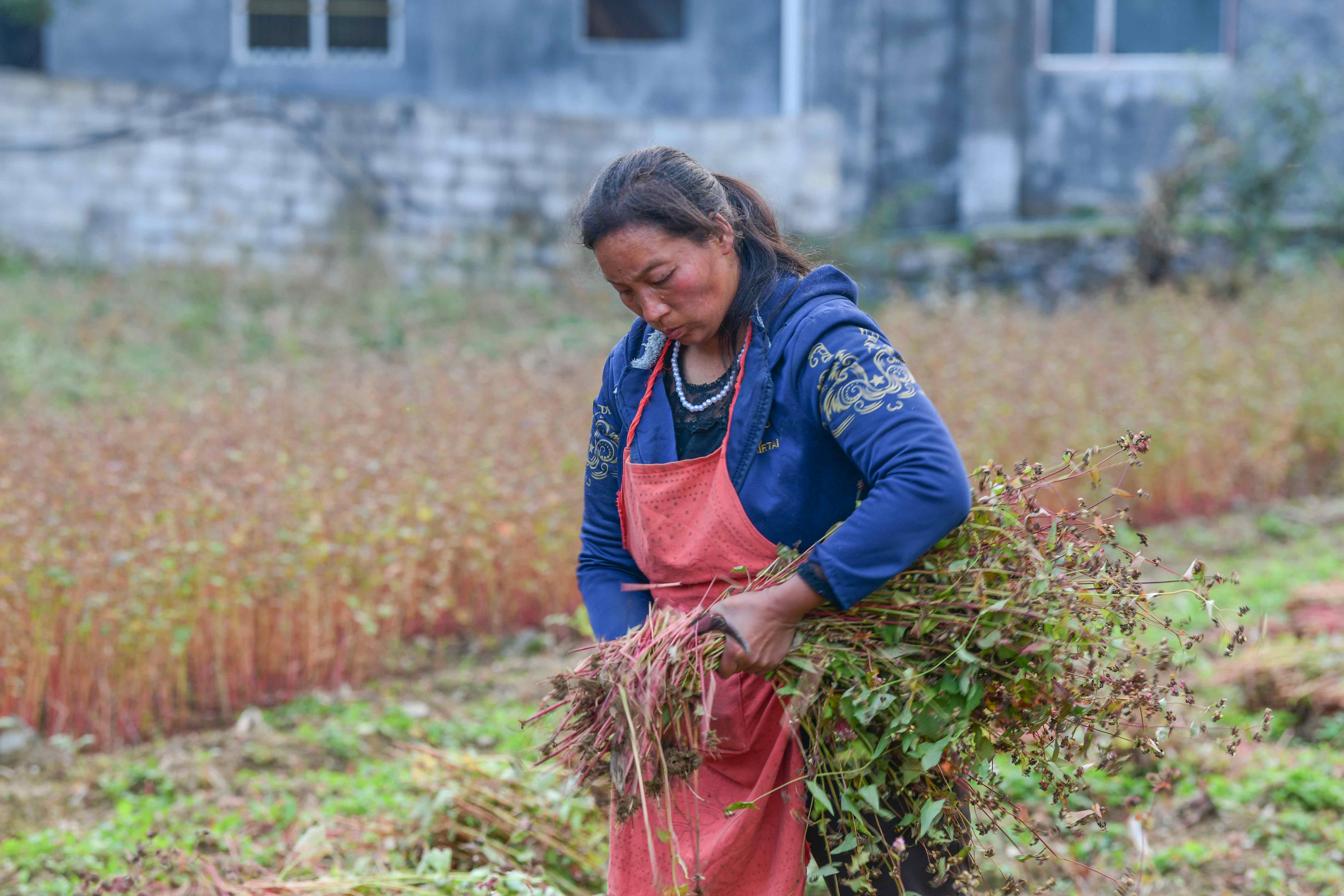 目前全县种植荞麦面积近10万亩,年产荞麦1300万公斤,是当地群众利用