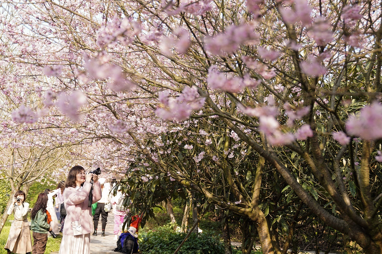 在北碚区澄江镇五一村樱花橘乡农业公园,粉色的樱花树下,游人用相机拍