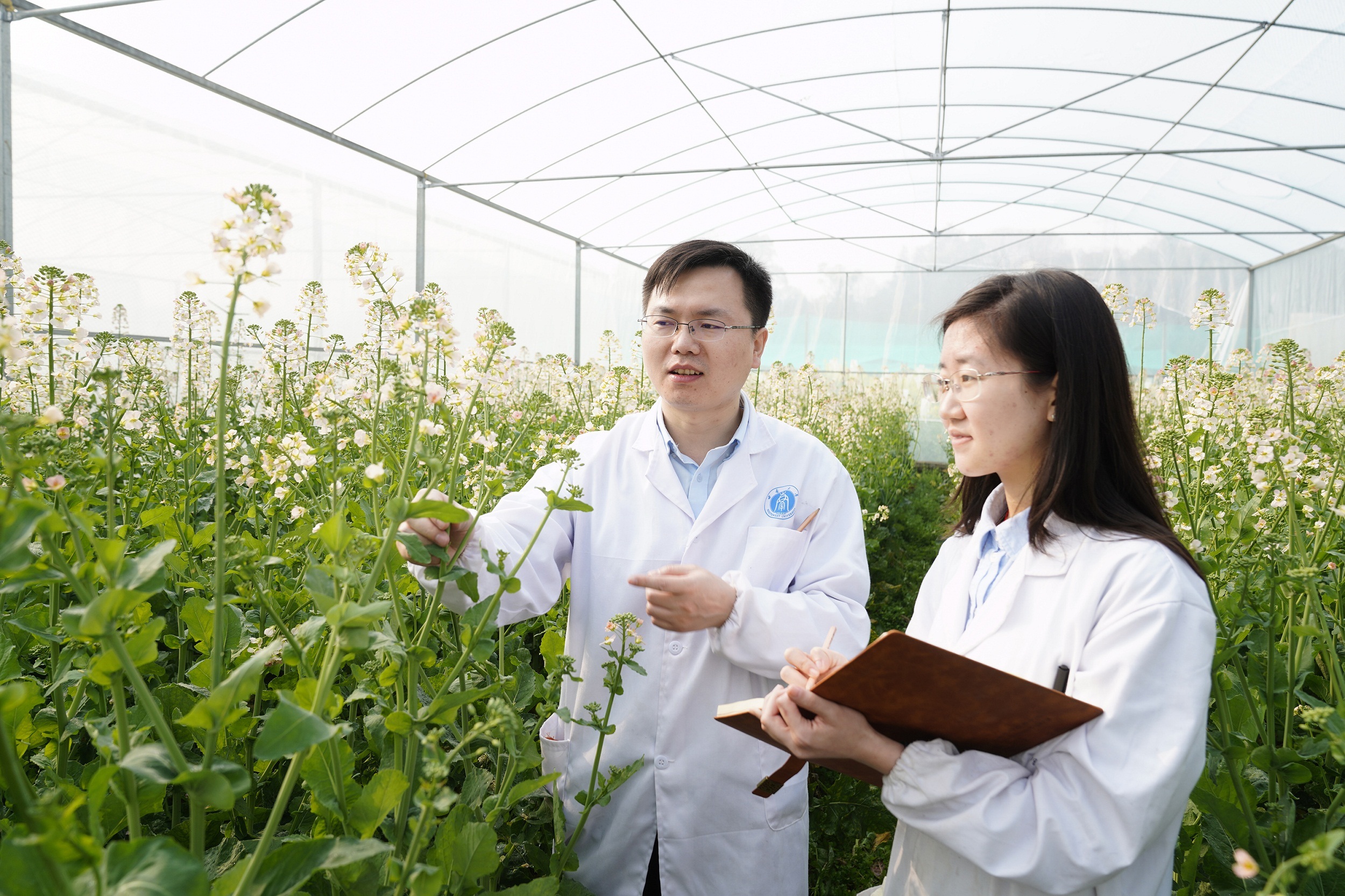 农学与生物科技学院副院长,教授卢坤(图左)给学生讲解油菜花育种知识