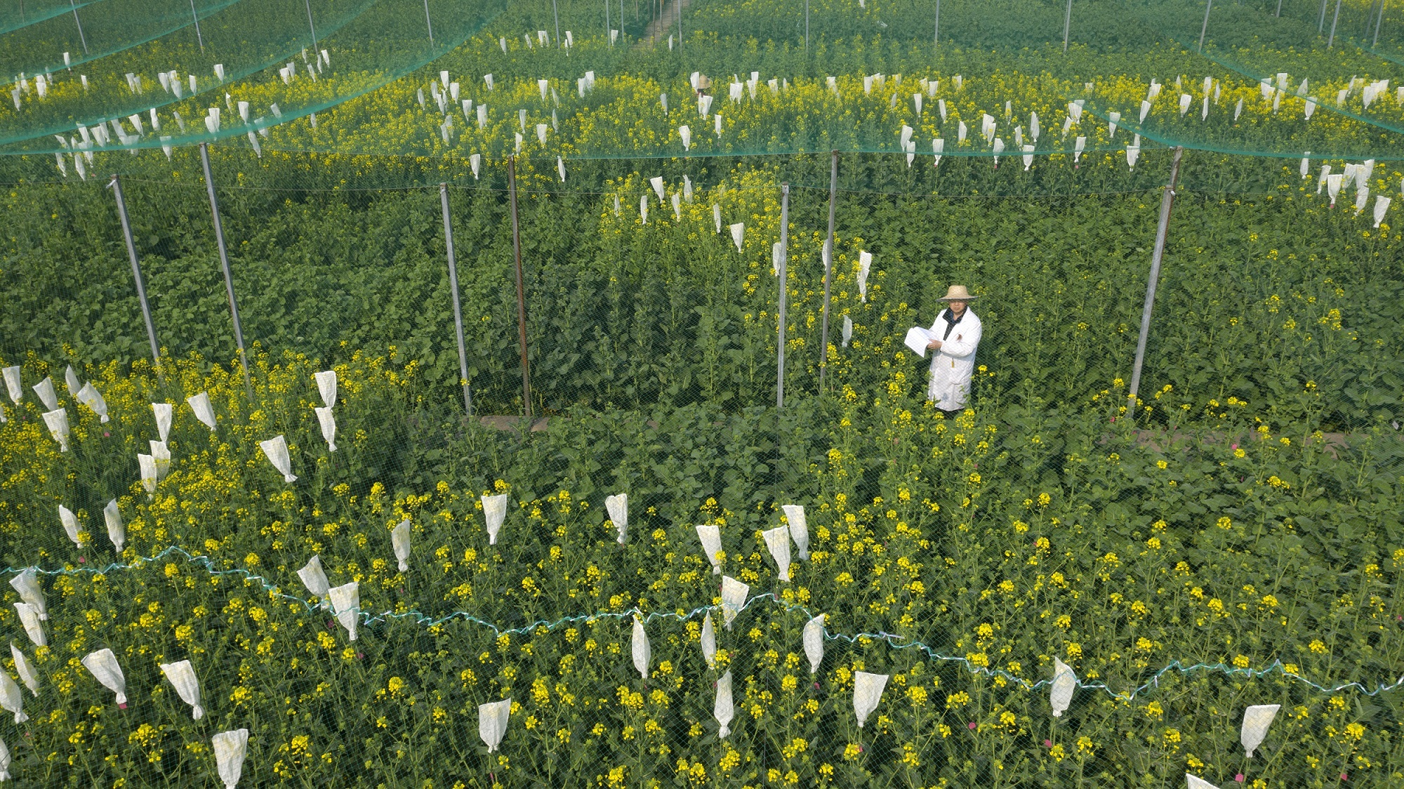 重庆北碚:油菜花开 科研育种正当时