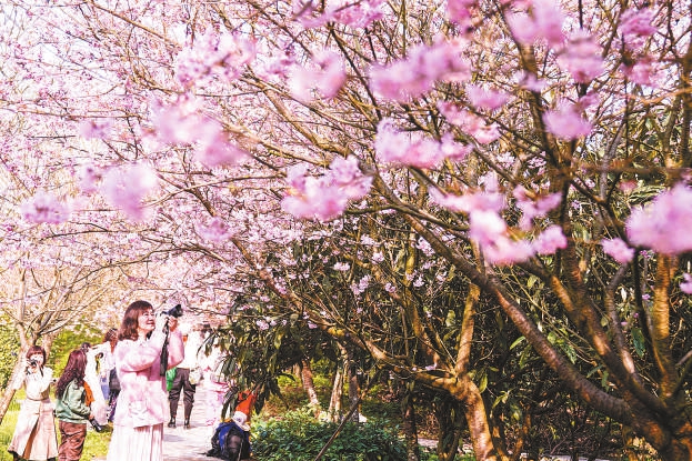2月19日,在澄江镇五一村樱花橘乡农业公园,游人在拍摄盛开的樱花.