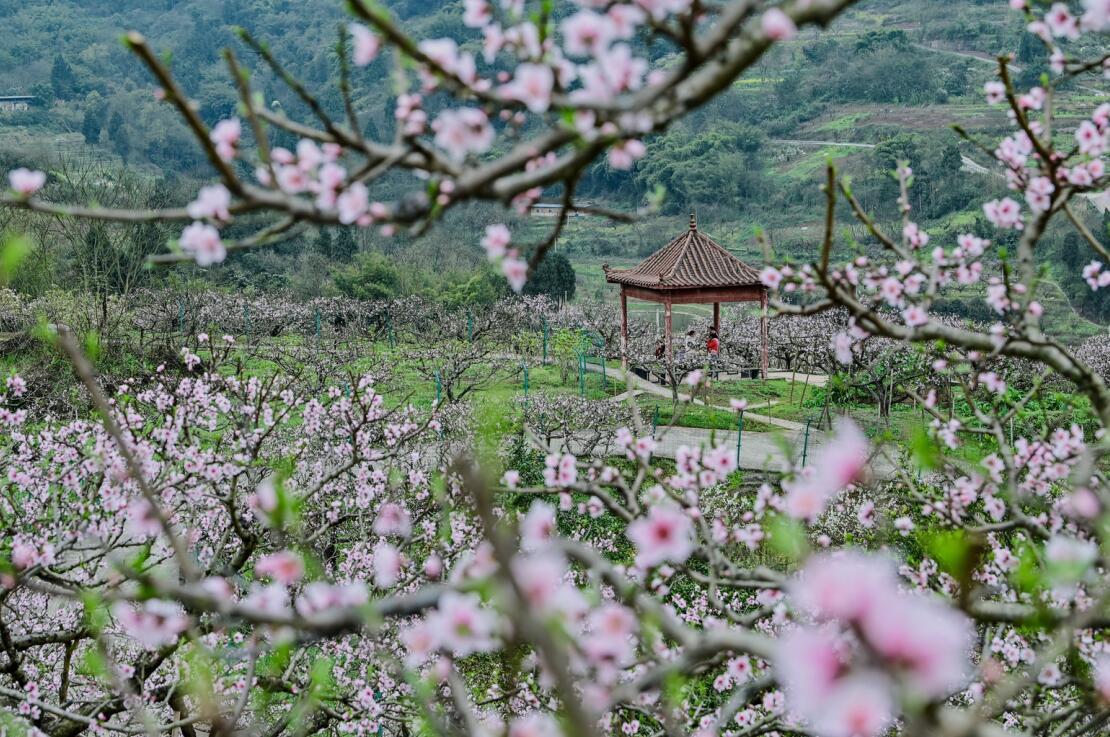 重庆巴南在那桃花盛开的地方