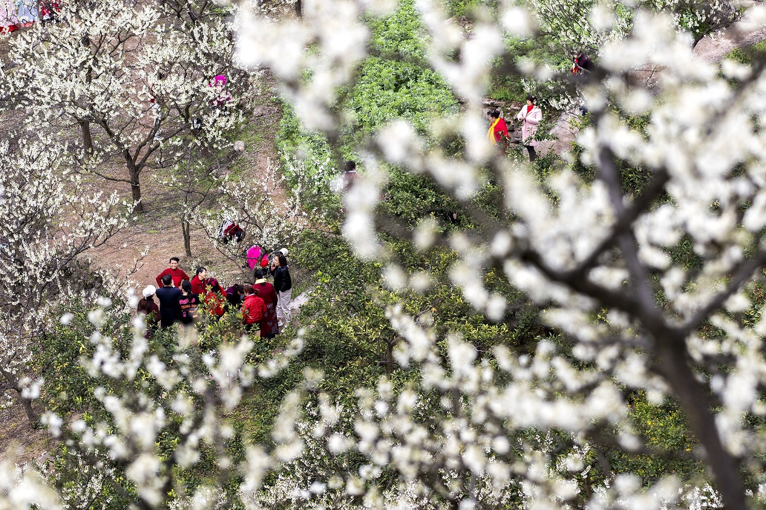 重庆北碚:春花烂漫惹人醉 踏青赏花最相宜