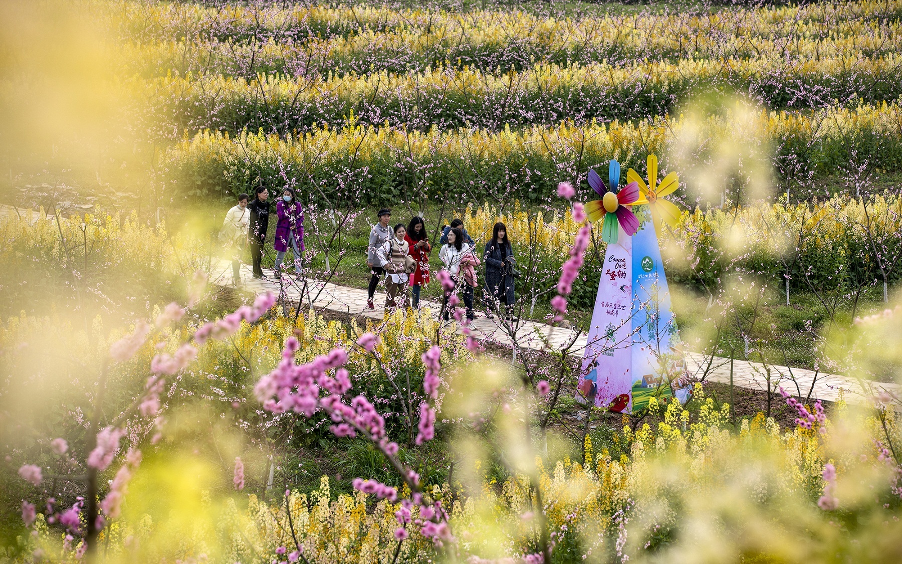 重庆北碚春花烂漫惹人醉踏青赏花最相宜