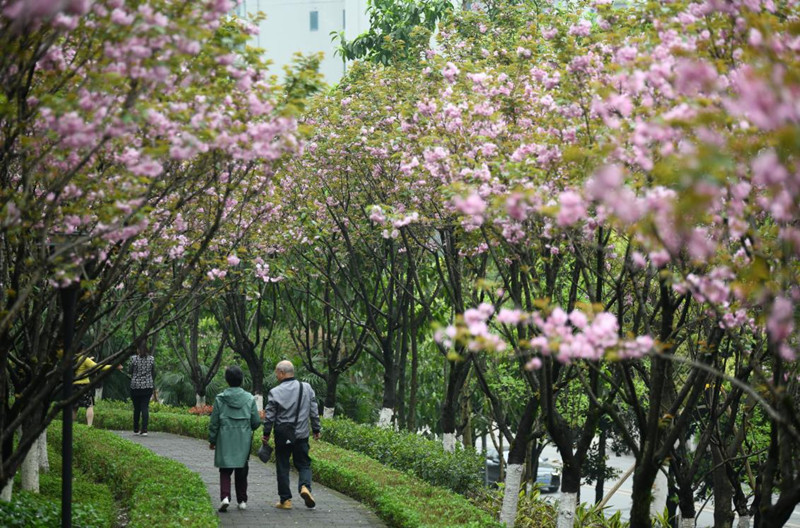 重庆九龙坡:中梁山街道半山公园下起了"樱花雨"
