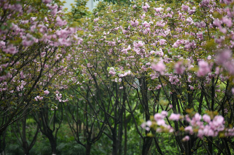 重庆九龙坡:中梁山街道半山公园下起了"樱花雨"