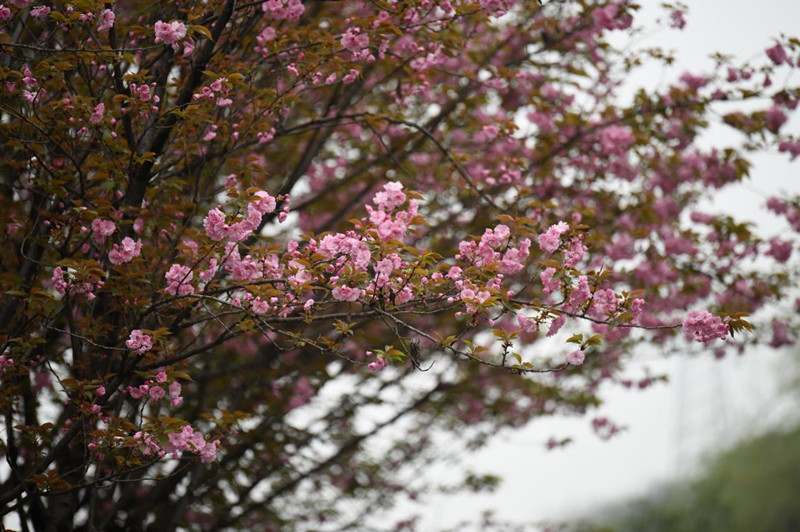重庆九龙坡:中梁山街道半山公园下起了"樱花雨"