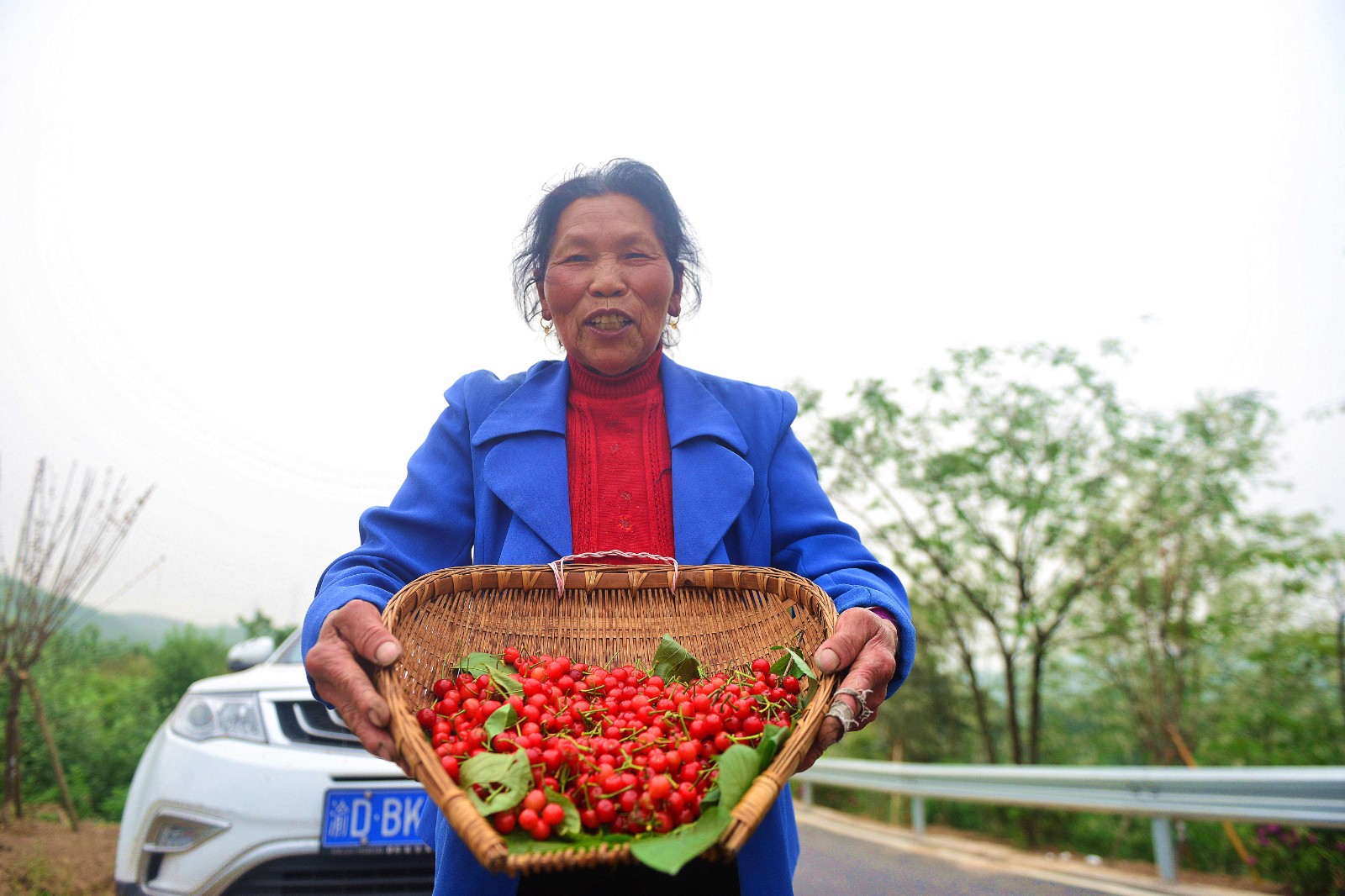 綦江:樱桃染红了乡村画卷