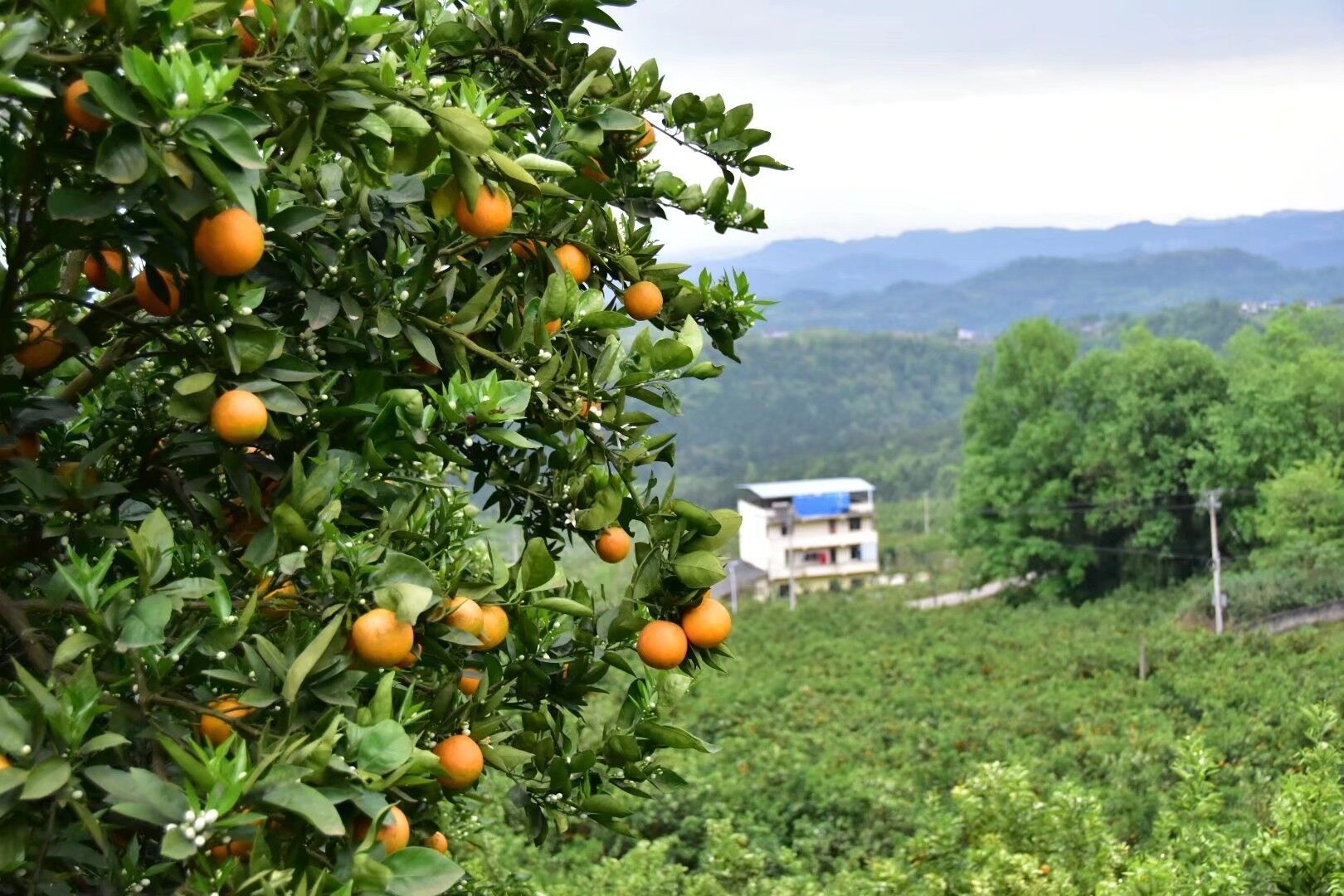 忠县三峡橘海"夏姿"绰约