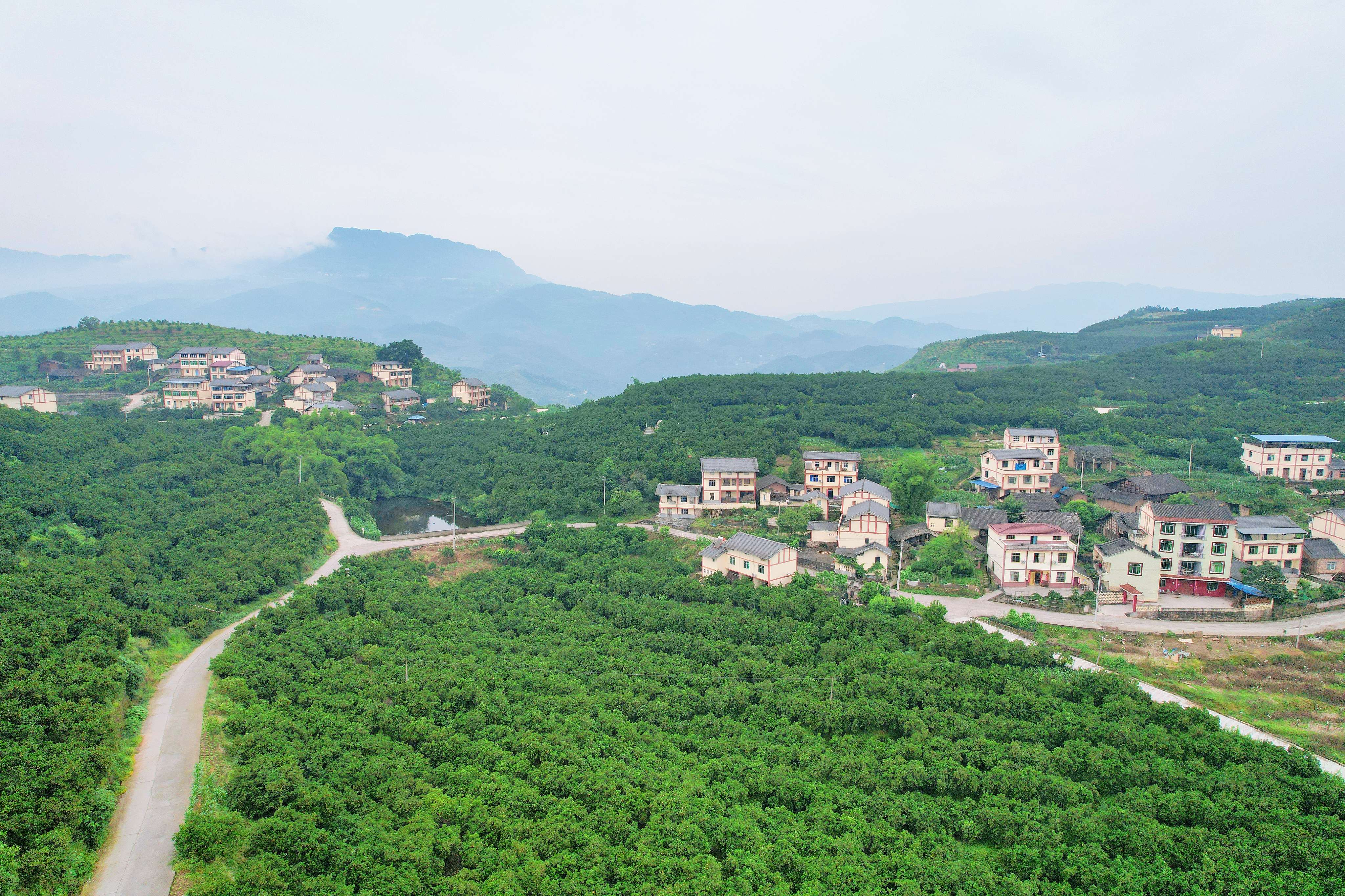 忠县三峡橘海"夏姿"绰约