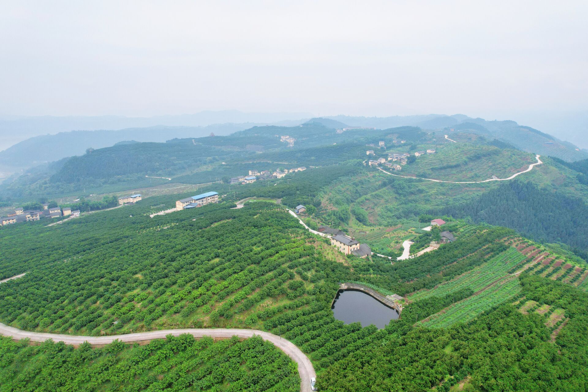 三峡橘海面积5800亩,以友谊村为中心,是忠县优质柑橘产业项目的重要