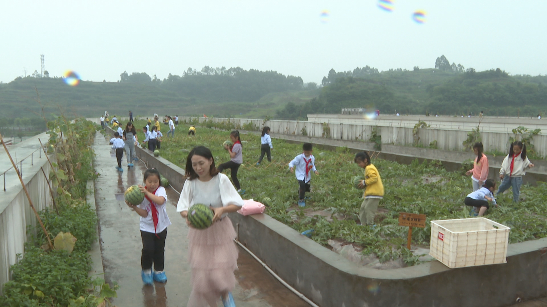 在永川区子庄小学,就有这样的劳动课.