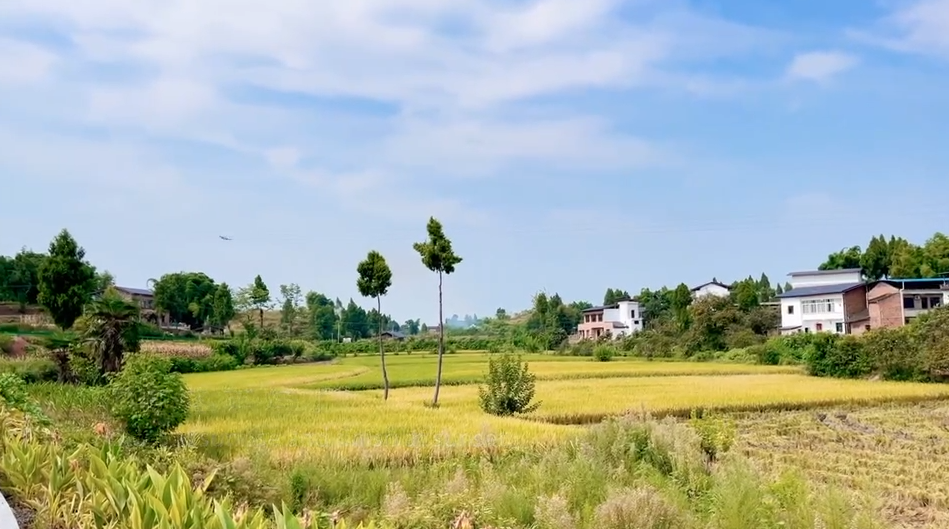 秋天的龙乡大地,稻浪层层叠叠,辣椒红红火火,高粱饱满荡漾,南瓜又大又