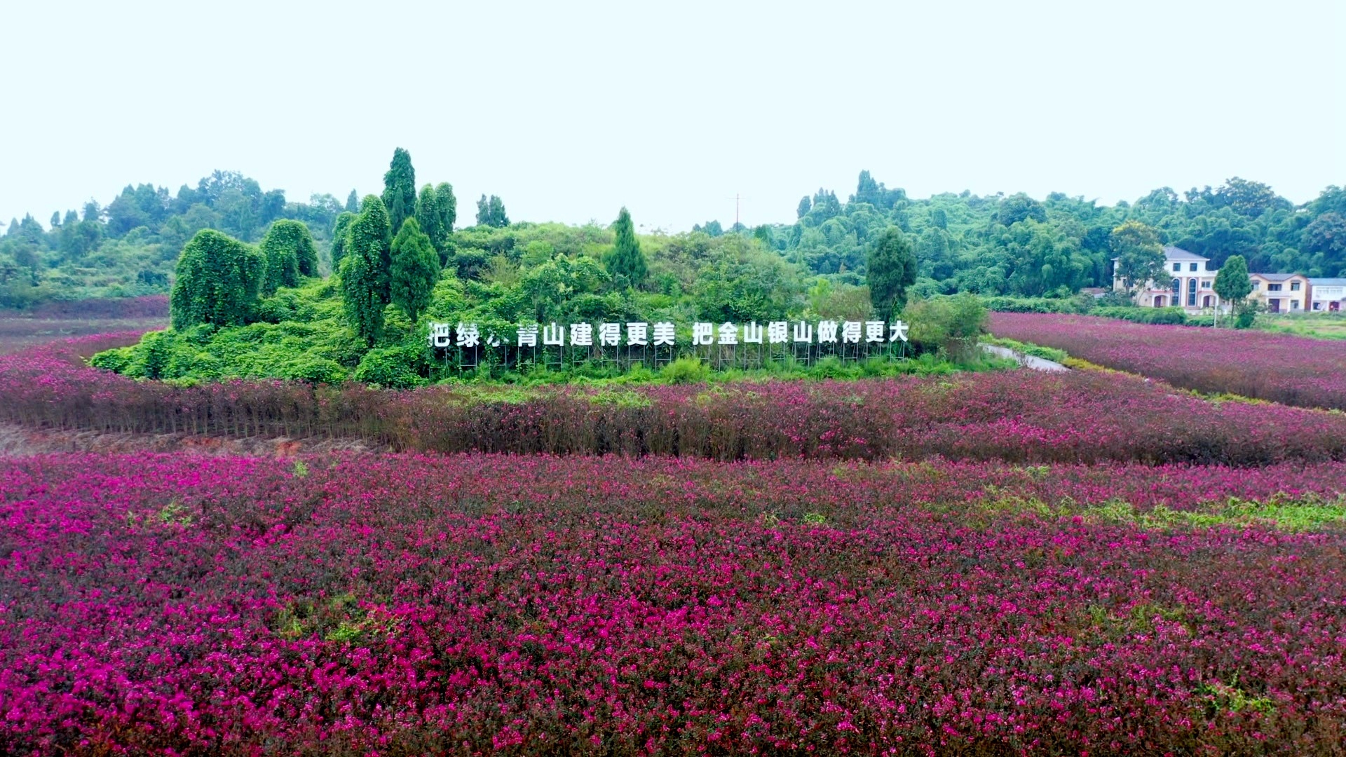 重庆铜梁河东村的300亩紫薇花已进入盛花期,成片的花海怒放,层层叠叠