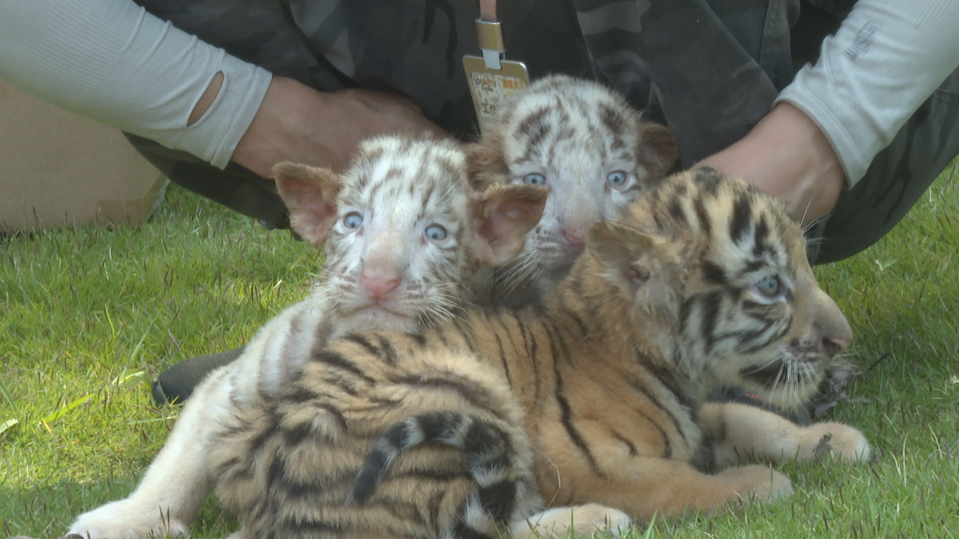 据饲养员介绍,这三只小老虎看上去还有些胆怯,今后将会经常带它们出来