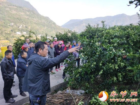 羊市镇"农技随访"助力脐橙增收-奉节手机台