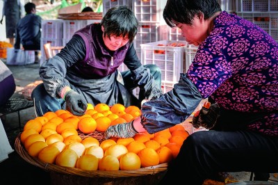 柿饼飘香致富路