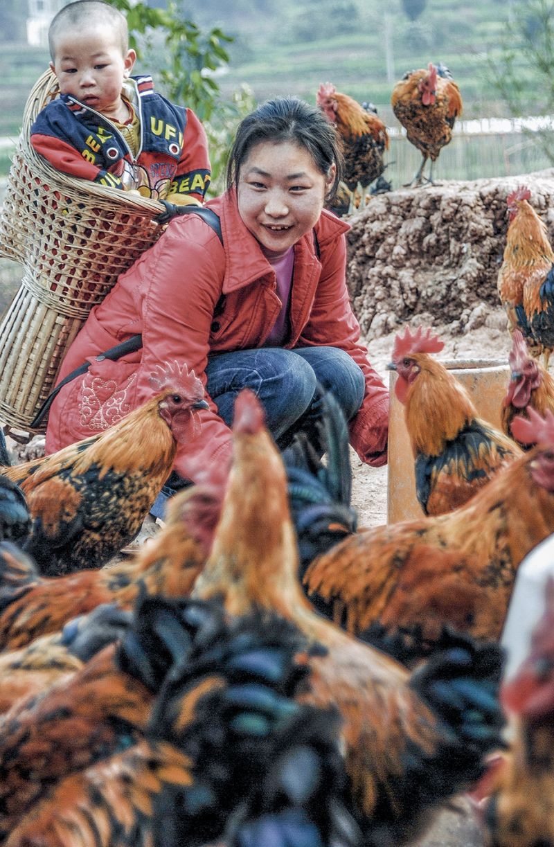 郑玉梅正在自己的养鸡场喂鸡 周千明 摄