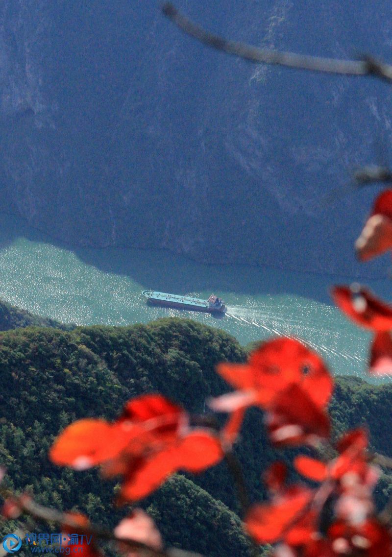 11月18日 ，一艘货船在长江三峡红叶中行驶。