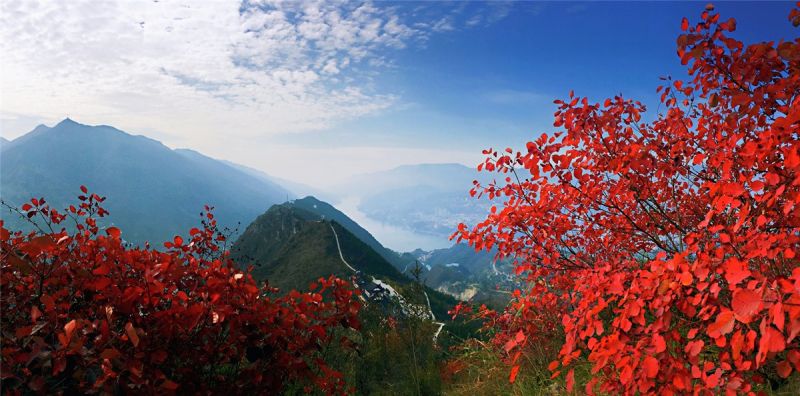 长江三峡的红叶进入最佳观赏期。