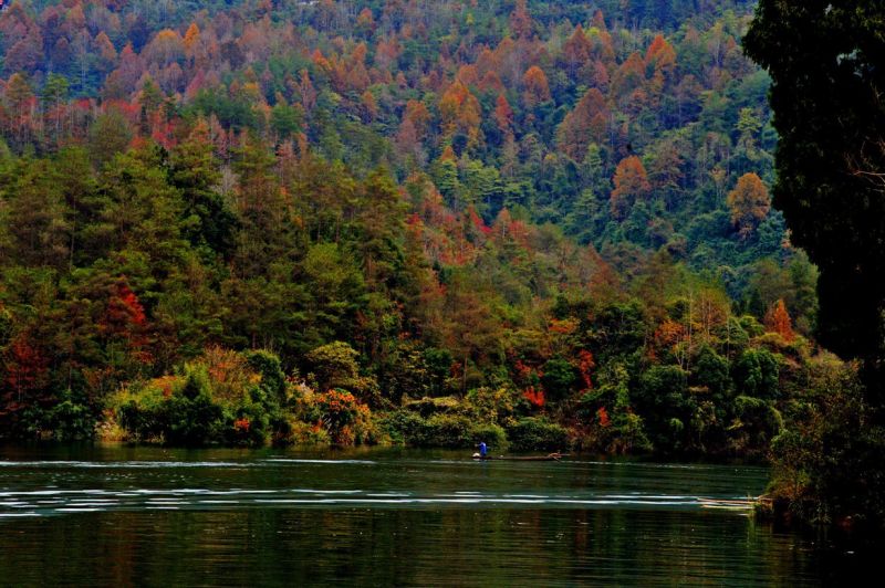 满山红叶似彩霞、彩霞年年映三峡。大溪乡山上的红叶远远望去，泼红嵌绿，美不胜收。