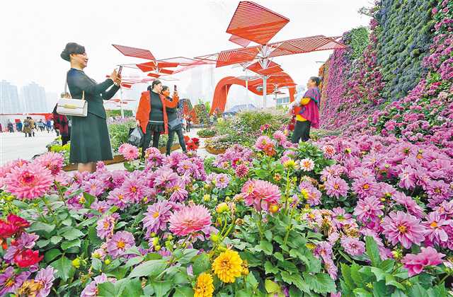     11月6日，江北嘴花博会现场，市民正在观展赏花。记者 郑宇 摄