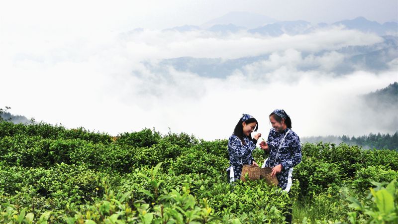 绿水青山就是金山银山，越来越多的大学生回到家乡，带领大家共同致富。林间一路汗水、一路欢歌。