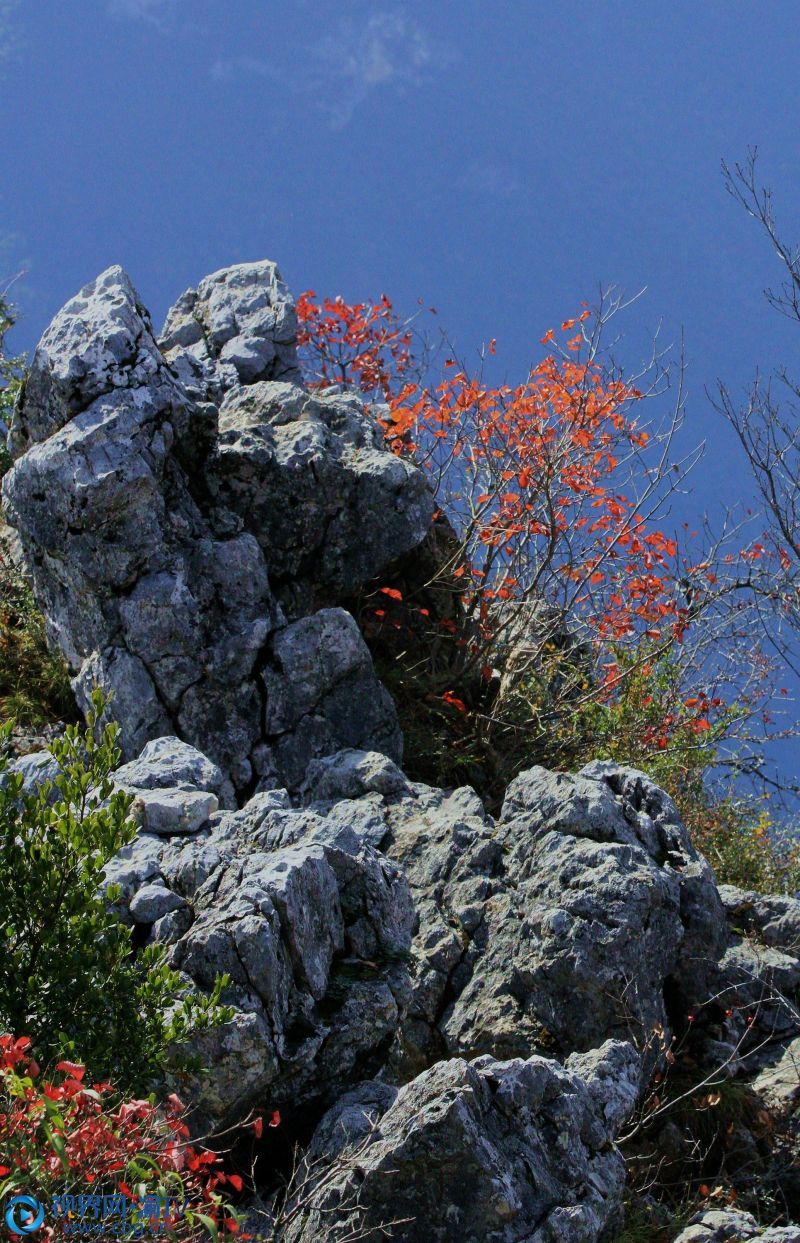 长江之上、巫峡之巅的红叶美景。