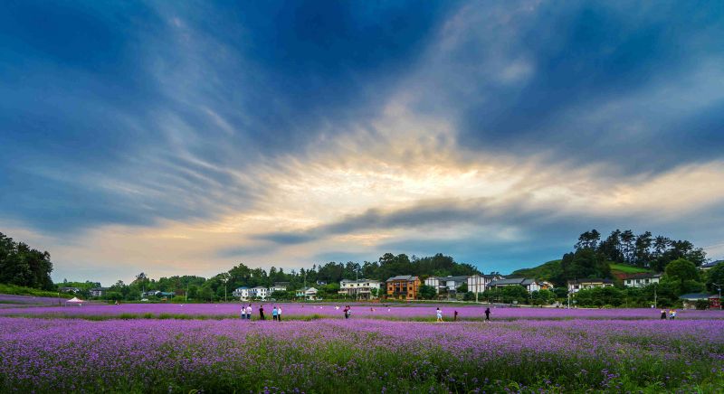 【我爱我的祖国】花乡暮色 2019年6月14日，拍摄于南川区大观镇香草园。夏于洪 摄