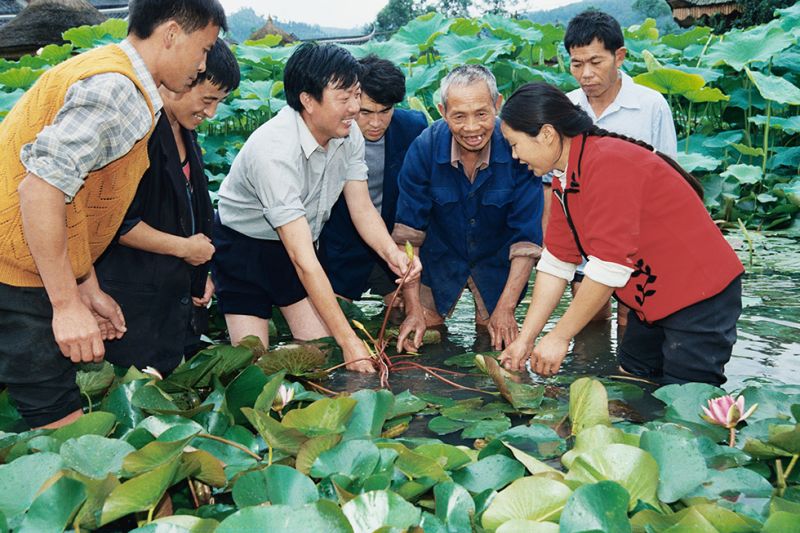 罗登强正在传授太空荷花种植技术(左三) 周千明 摄