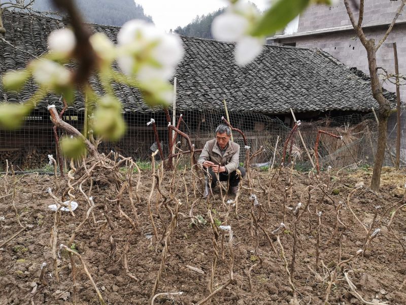 当地村民在李树下套种金银花。