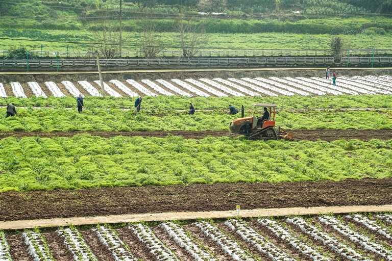 忠县任家镇蔬菜基地，工人在翻耕土地，准备新一轮蔬菜种植。田华平 摄
