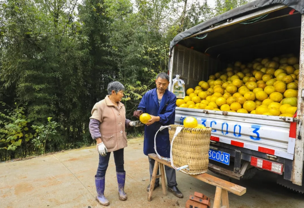 大观镇庙坝村,收购商在收购农户种植的柚子。