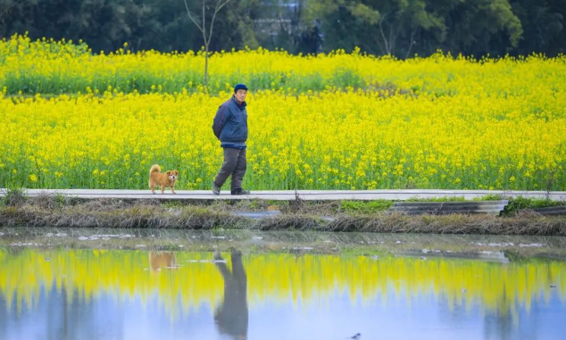 双桂田园·万石耕春景区，盛开的油菜花倒映在水中，别有一番韵味。