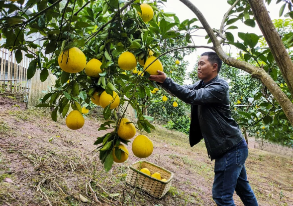 虎城镇五角村,村民在采摘虎蜜柚。