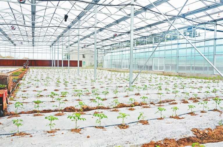 忠县新立镇官坪村的智能大棚里试种的水果番茄苗长势良好。谢国邦 摄