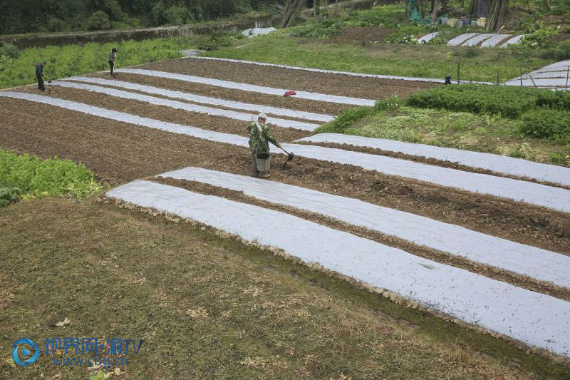 北碚區澄江鎮五一村櫻花橘鄉公園,村民在採摘成熟的沃柑.