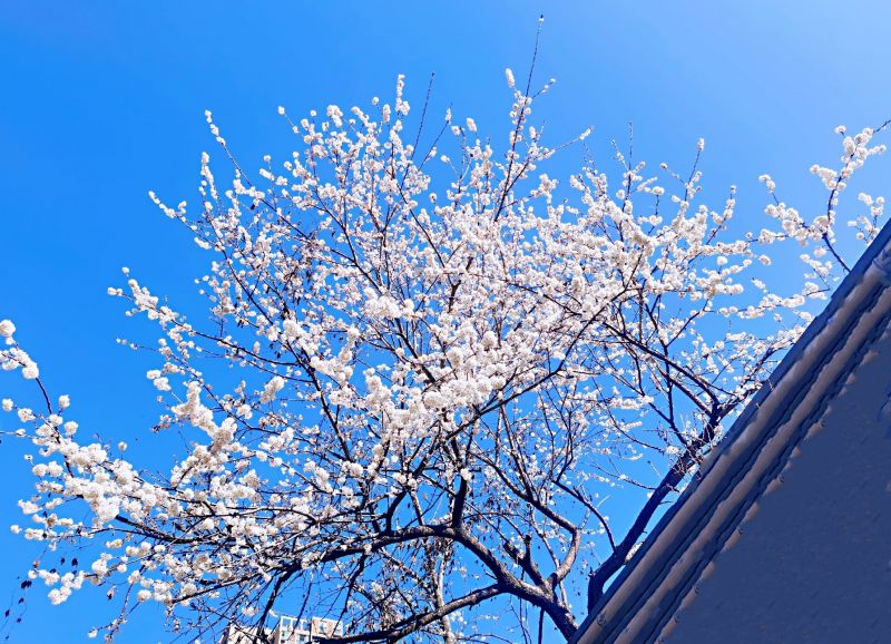 重庆城口：春已暖花正开 带你赏城口春色