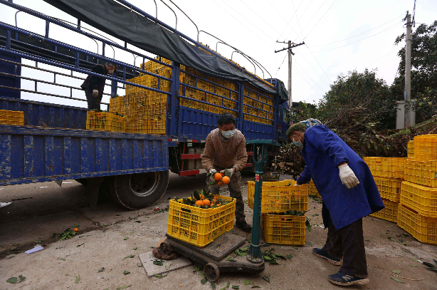 复工复产重庆云阳180万斤晚熟脐橙销往湖南