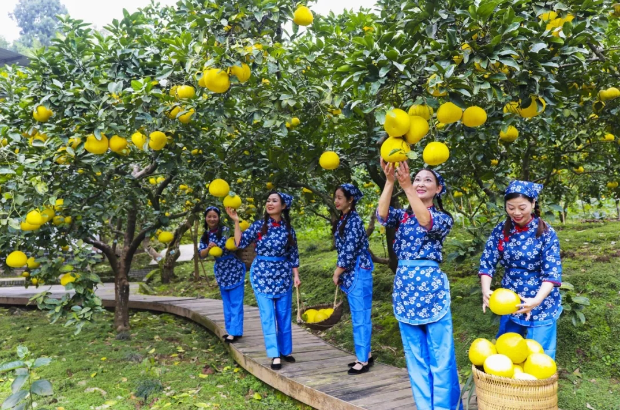 荫平镇乐英村,游客在体验采摘柚子的乐趣。
