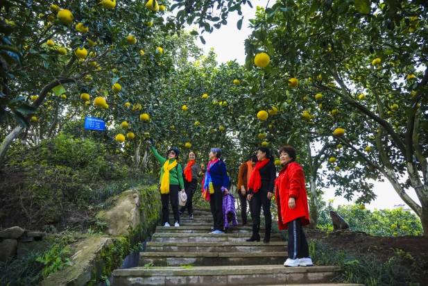 中华.梁平柚海,金黄的柚子挂满枝头,引来众多市民前来观光。