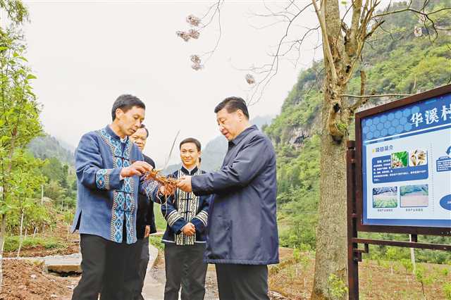 4月15日下午，习近平在石柱土家族自治县中益乡华溪村了解该村通过种植中药材黄精等特色经济作物带动村民脱贫的情况。新华社记者 鞠鹏 摄