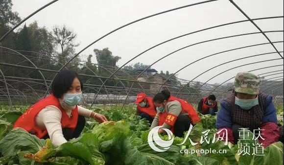 志愿者在五间镇蔬菜种植基地抢收蔬菜。永川区委宣传部供图