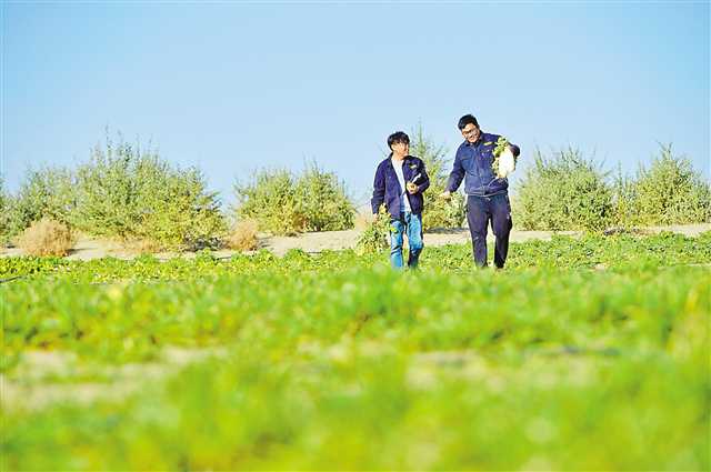 2018年10月24日，新疆和田塔克拉玛干沙漠重庆交通大学“沙漠土壤化”中试基地，科研人员正在对沙漠里种植的白萝卜测产。本报资料图片