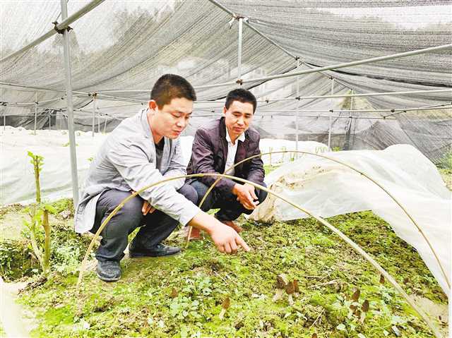 4月8日，黔江区金溪镇长春村五社露菲专业合作社内，杨胜前（左）与合作社理事长李绍君正在观察羊肚菌生长情况。   记者 栗园园 摄